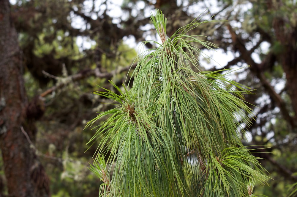 a close up of a pine tree with lots of leaves