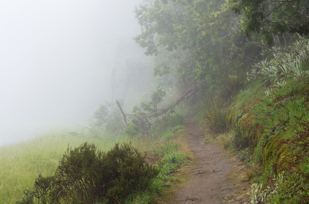 a foggy trail in the woods on a foggy day