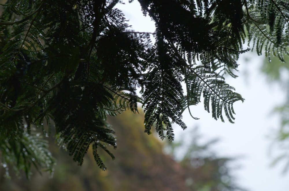 a close up of a tree branch with a sky background