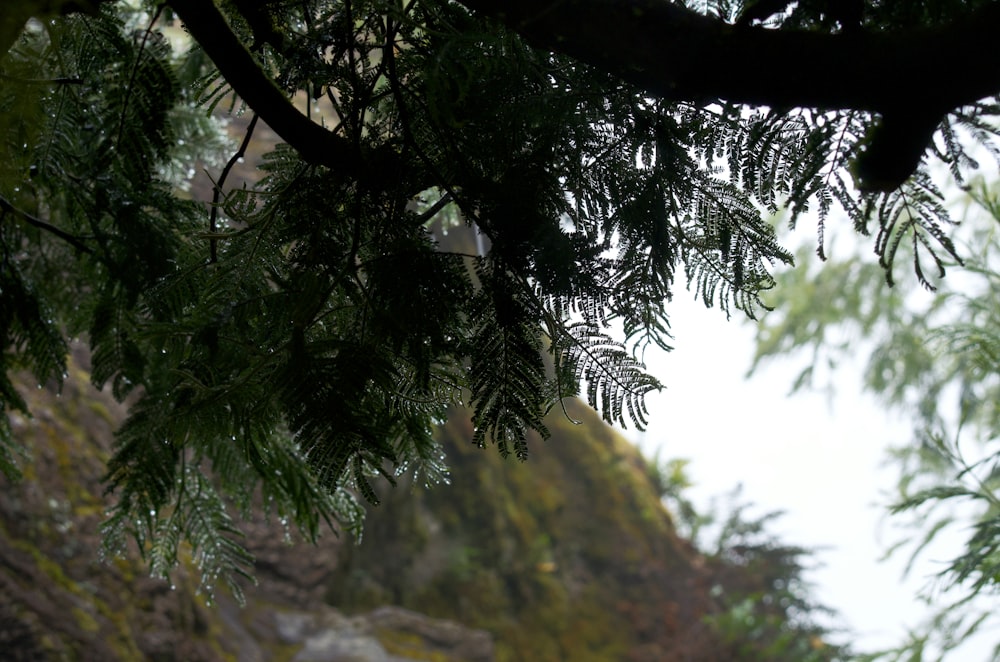 a close up of a tree branch with a mountain in the background