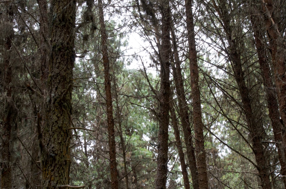 a forest filled with lots of tall trees