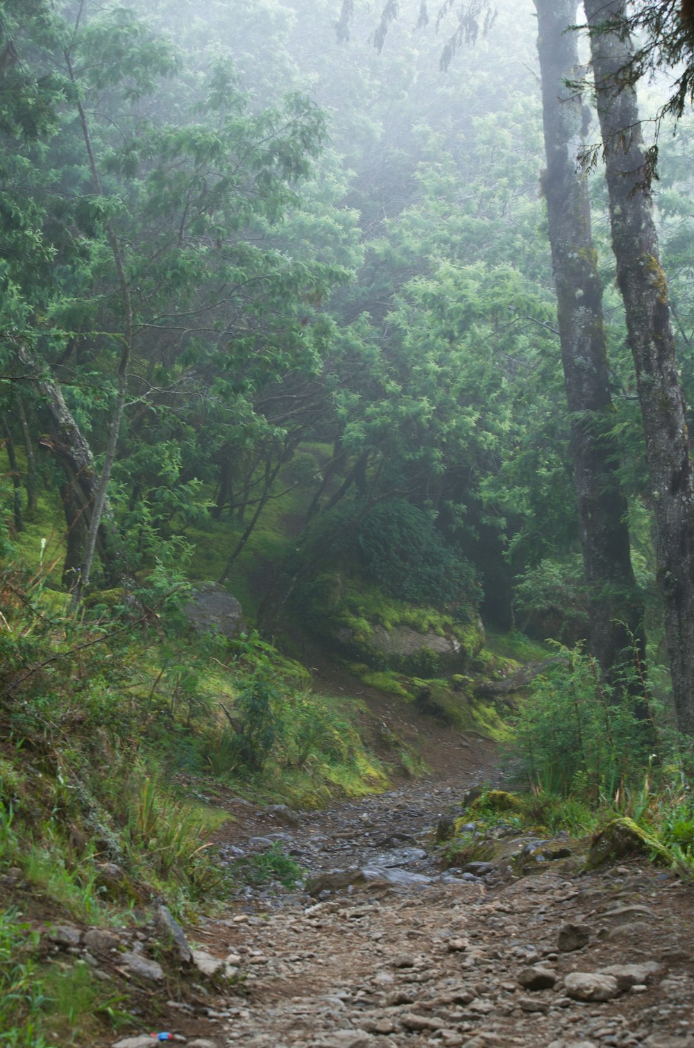 a path in the woods with a bear on it