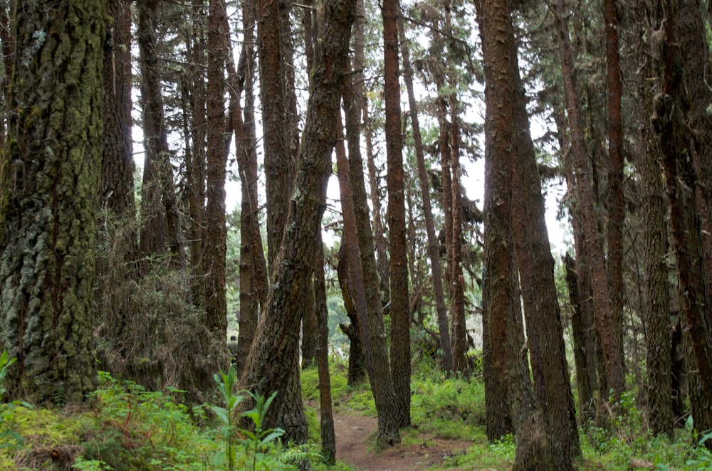 a trail in the middle of a forest with lots of trees