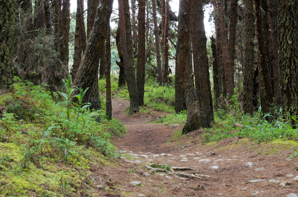 a dirt path in the middle of a forest