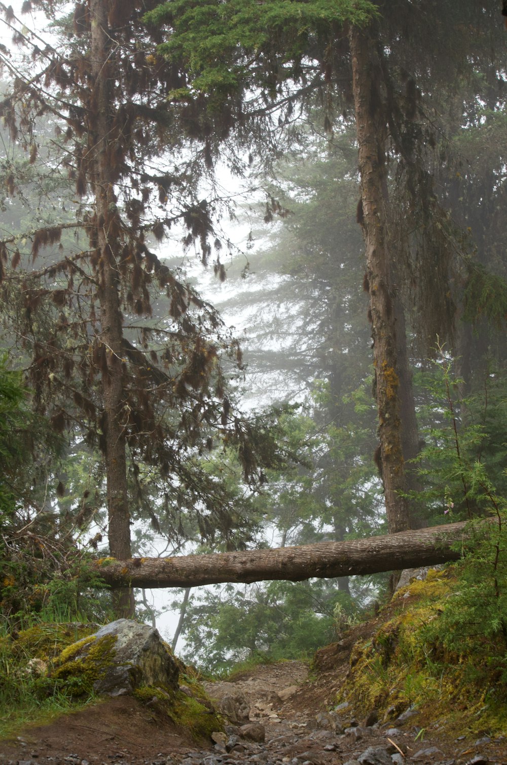 a fallen tree in the middle of a forest