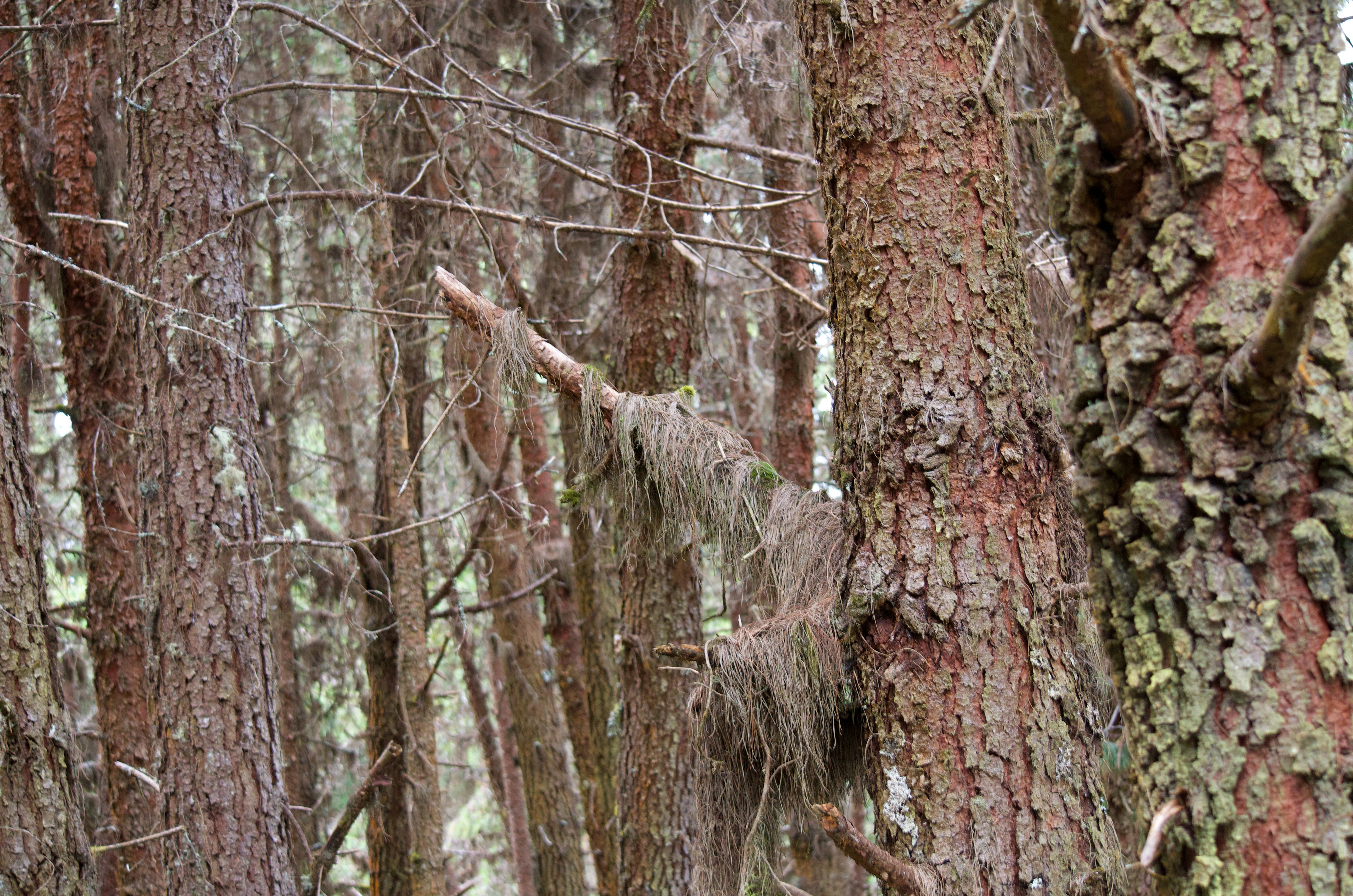 a bear that is standing in the woods