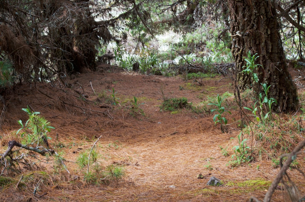 a dirt path in the middle of a forest