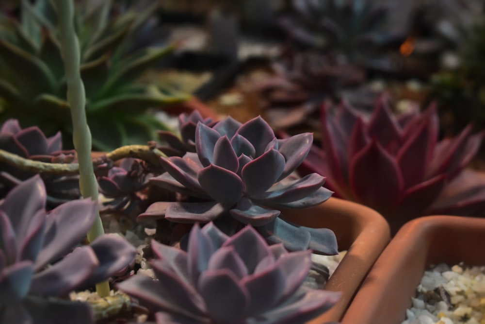 a group of succulents that are in a pot