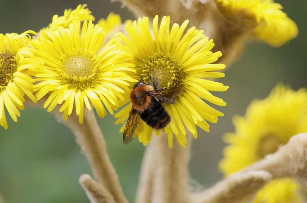 a bee is sitting on a yellow flower