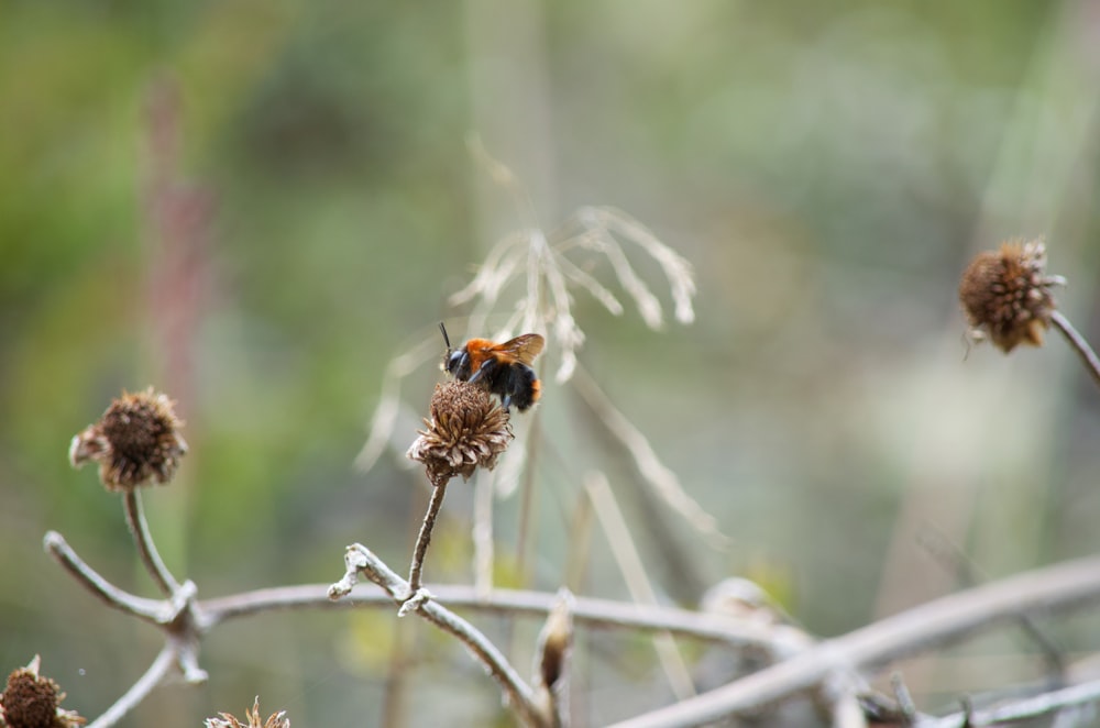 a bee sitting on top of a dry plant