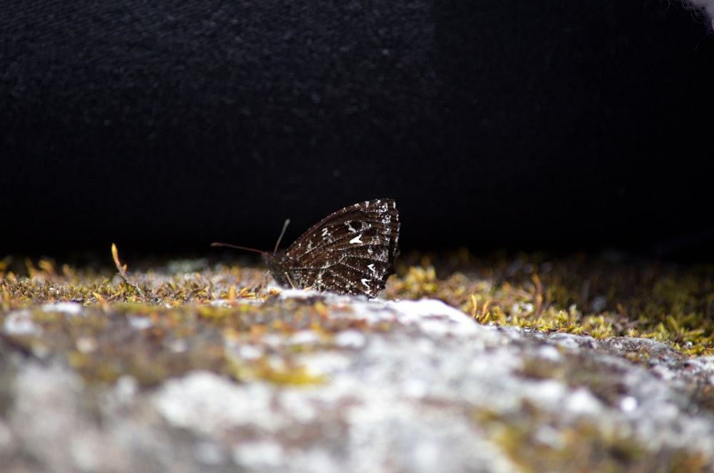 a brown and white butterfly sitting on the ground