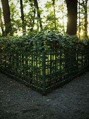 A green metal fence encloses a raised garden area filled with dense, leafy vegetation. Sunlight filters through the surrounding tall trees, casting dappled shadows on the ground. The overall setting appears to be a serene and secluded part of a forest or park.