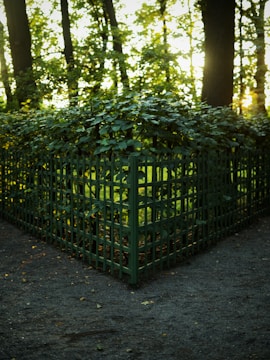 A green metal fence encloses a raised garden area filled with dense, leafy vegetation. Sunlight filters through the surrounding tall trees, casting dappled shadows on the ground. The overall setting appears to be a serene and secluded part of a forest or park.