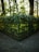 A green metal fence encloses a raised garden area filled with dense, leafy vegetation. Sunlight filters through the surrounding tall trees, casting dappled shadows on the ground. The overall setting appears to be a serene and secluded part of a forest or park.