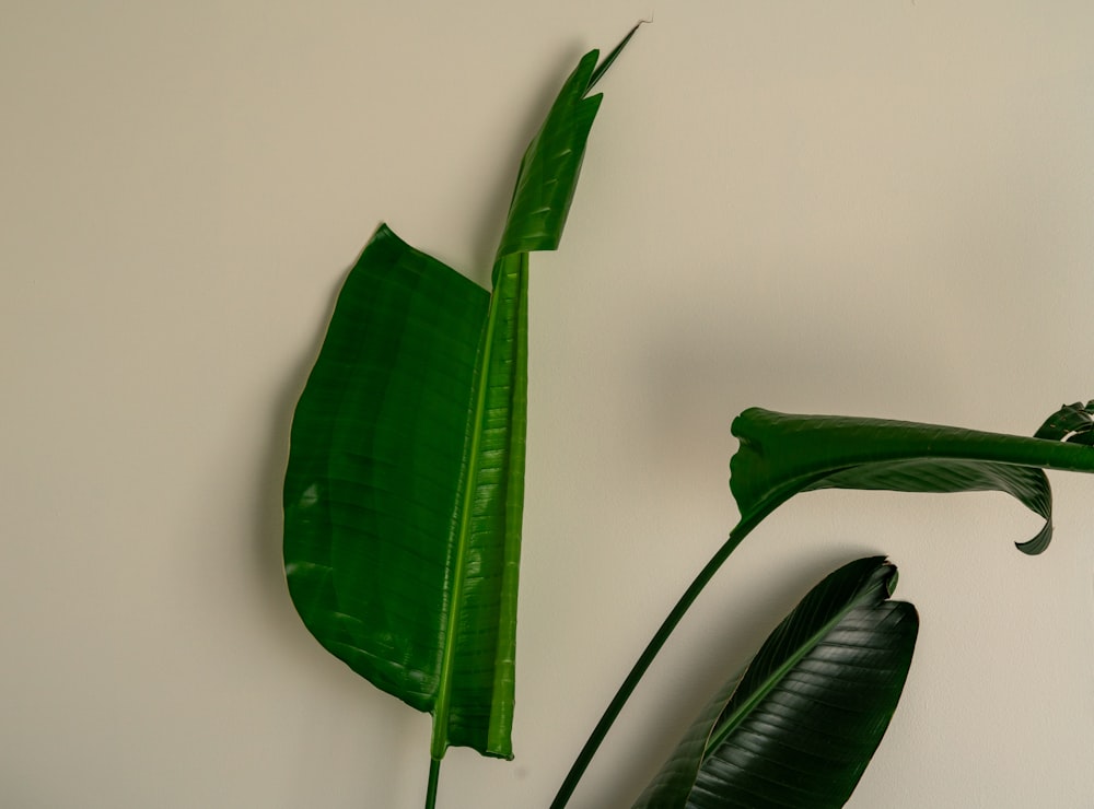 a large green plant sitting on top of a white wall