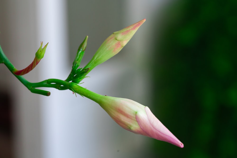 a close up of a flower with a blurry background