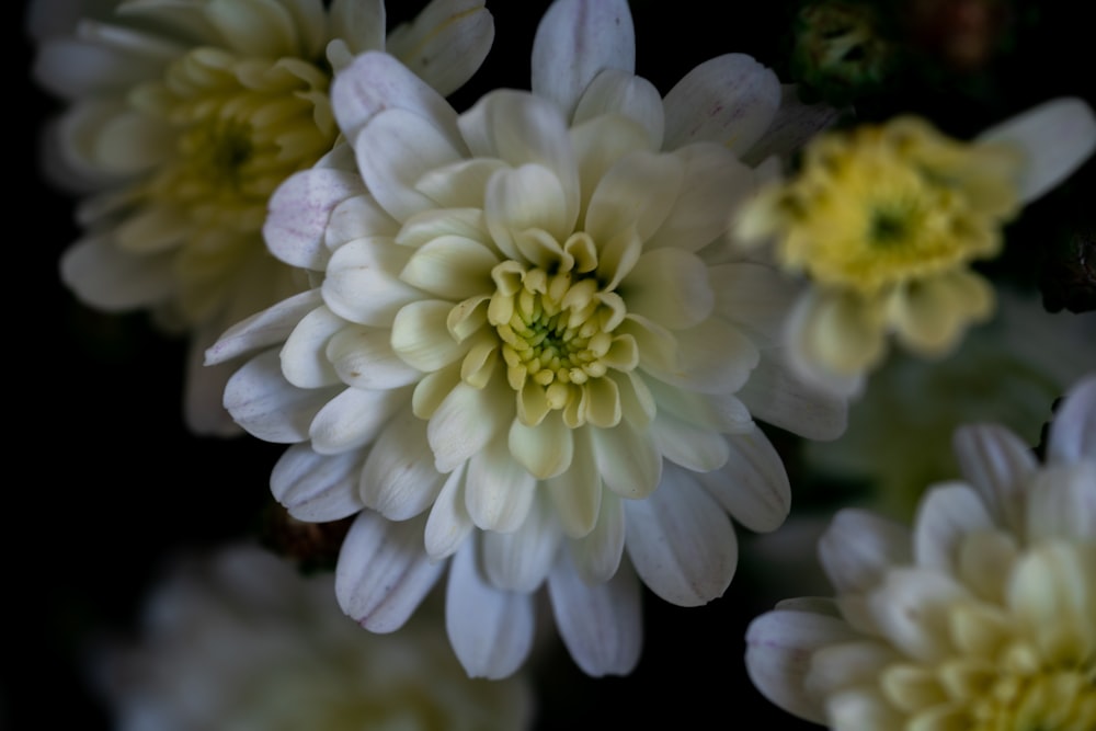 a bunch of white and yellow flowers in a vase