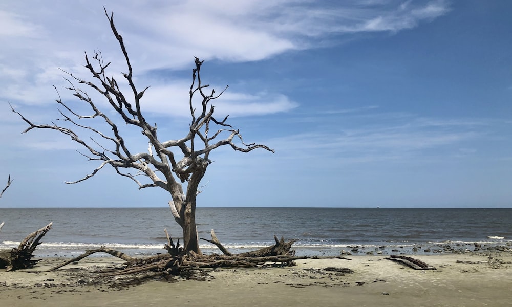 a dead tree sitting on top of a sandy beach