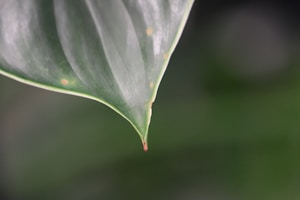 Ayurvedic Lifestyle Guide