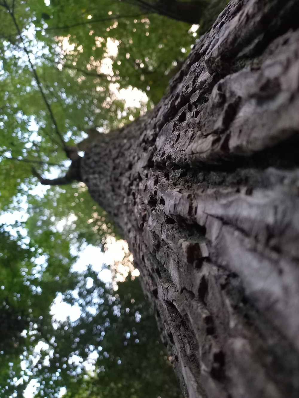 looking up at the bark of a tree in a forest