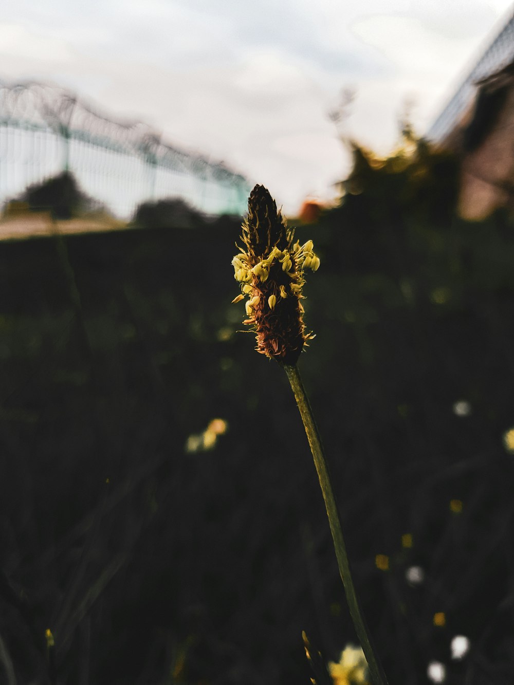 a close up of a flower in a field