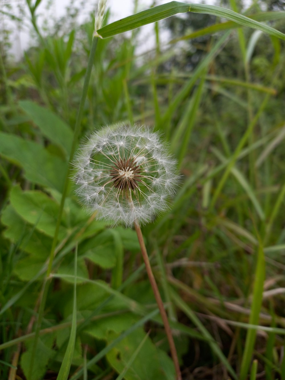 a close up of a dandelion in a field