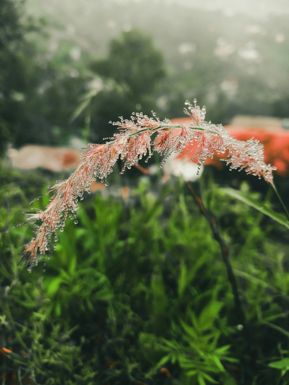 a close up of a plant with a blurry background