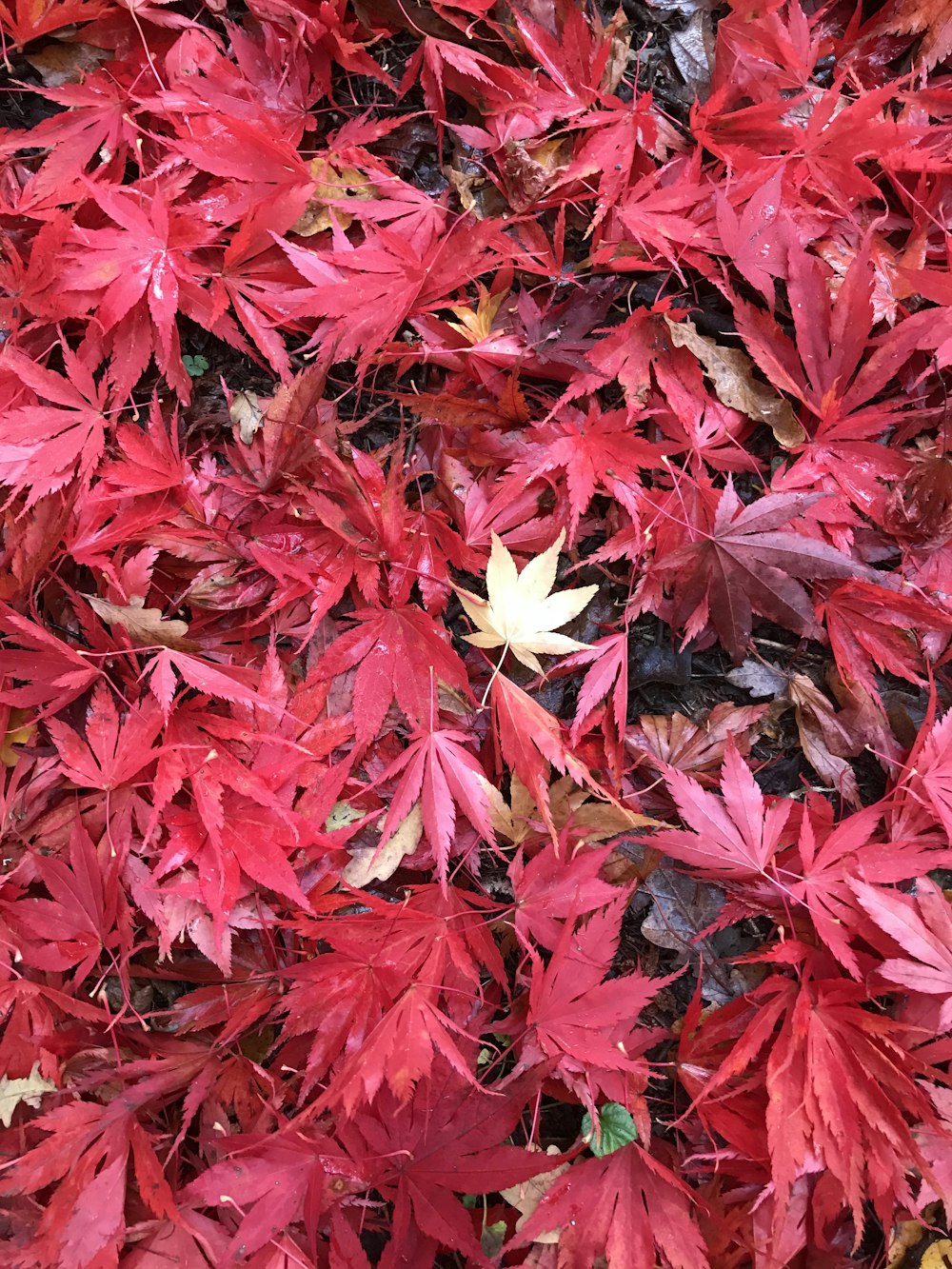 땅에있는 붉은 잎사귀 무리
