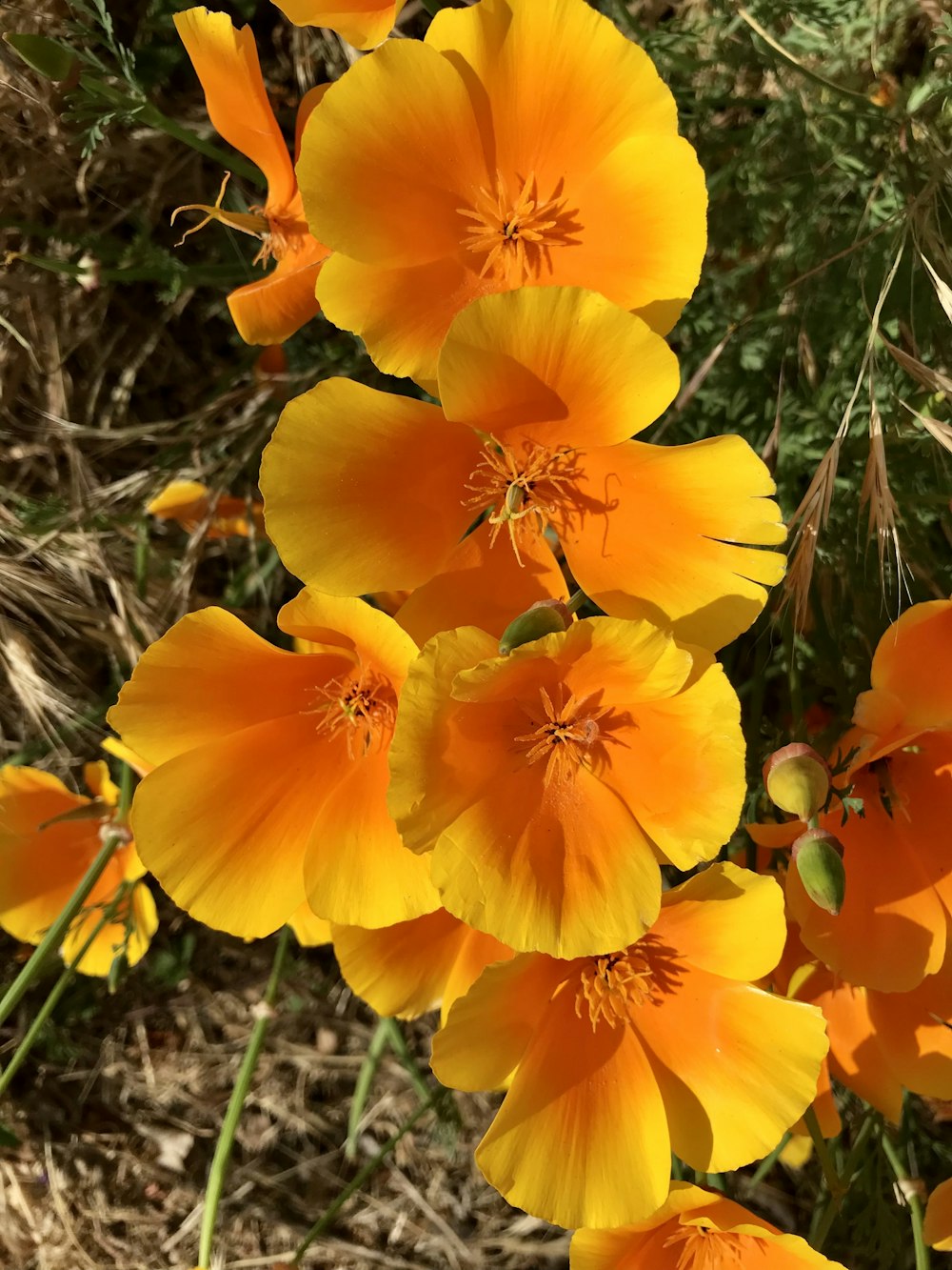 ein Strauß gelber Blumen auf einem Feld