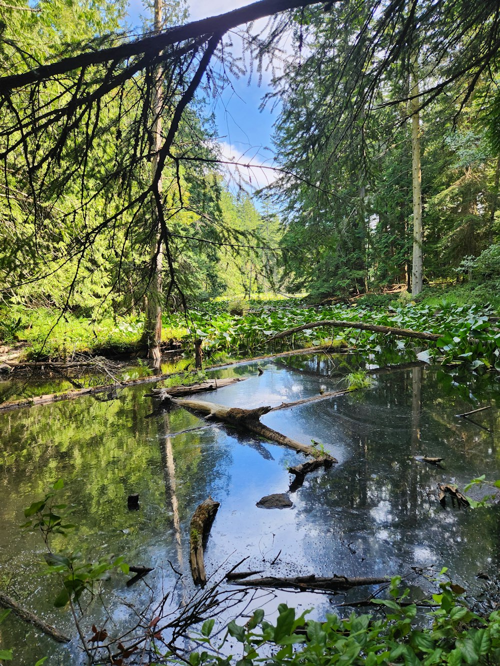 a stream running through a lush green forest