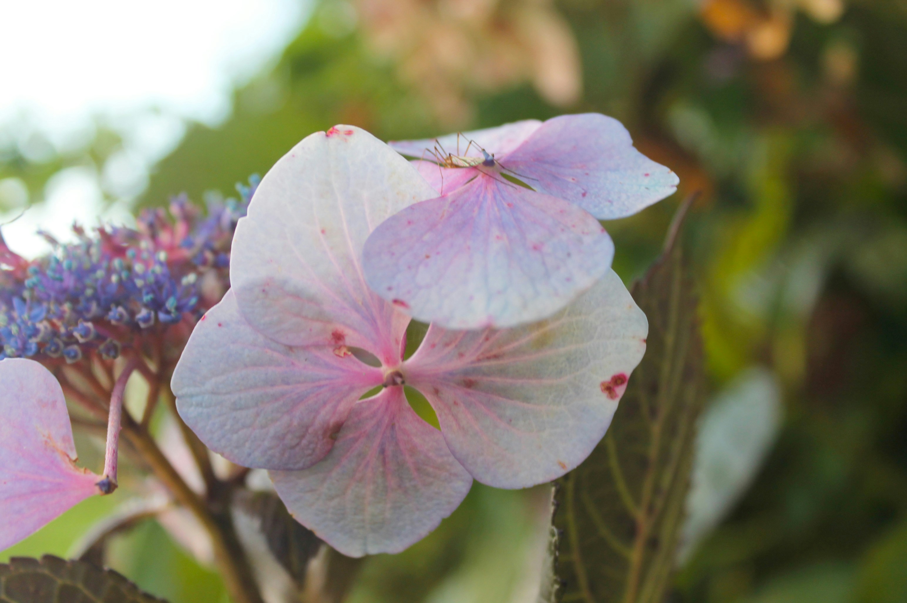 a close up of a pink flower with green leaves