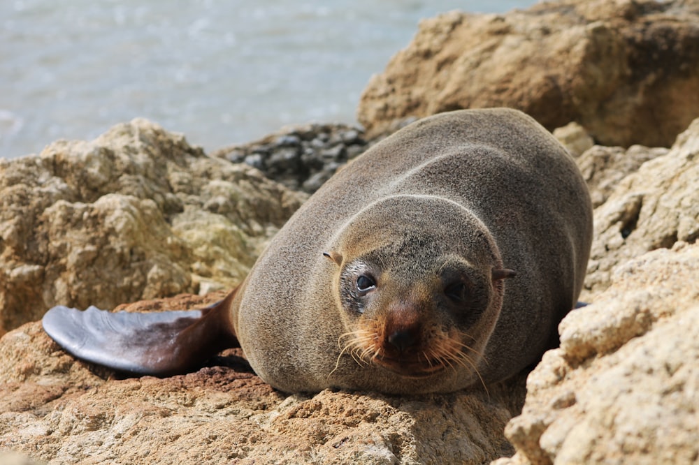 Un leone marino che giace su alcune rocce vicino all'acqua