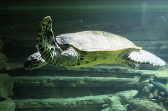 A close-up of a freshwater turtle swimming gracefully in a clear aquarium.