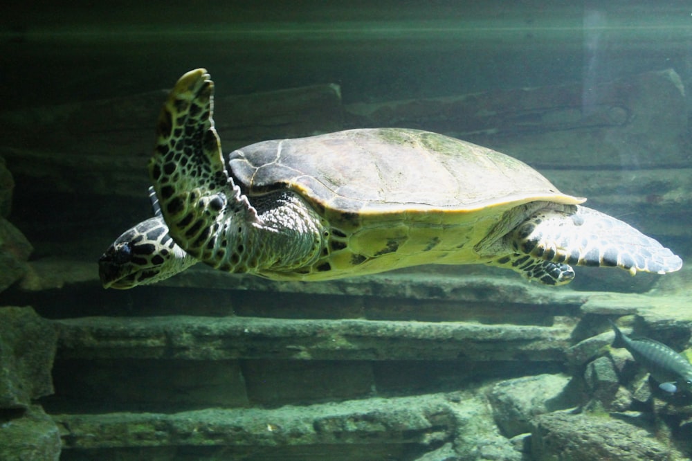 a turtle swimming in an aquarium next to rocks