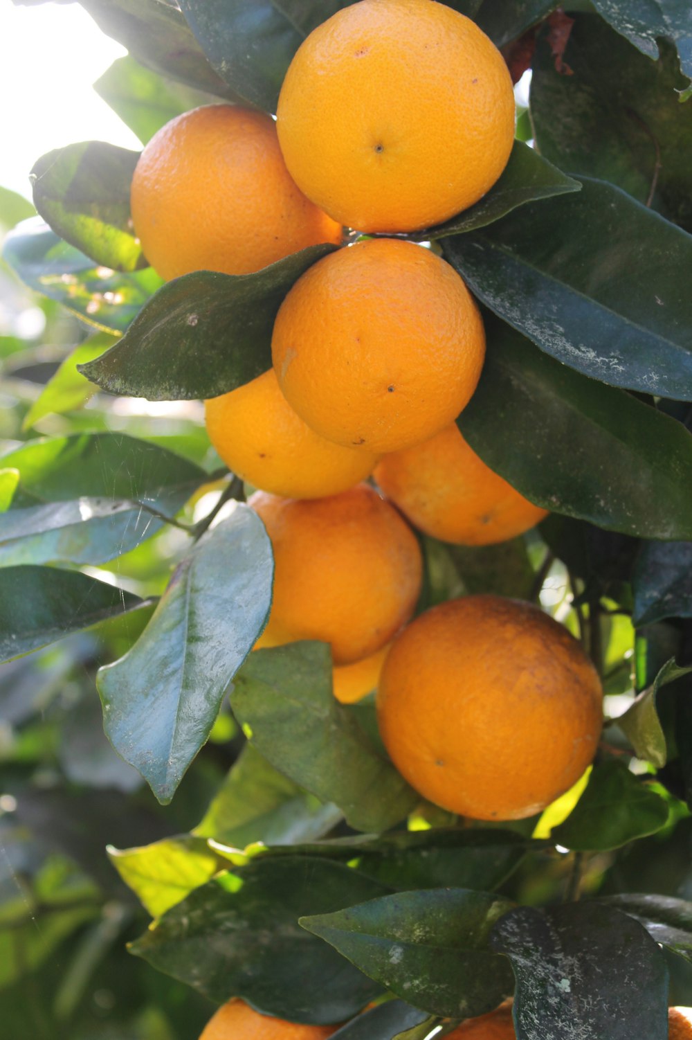 a bunch of oranges hanging from a tree