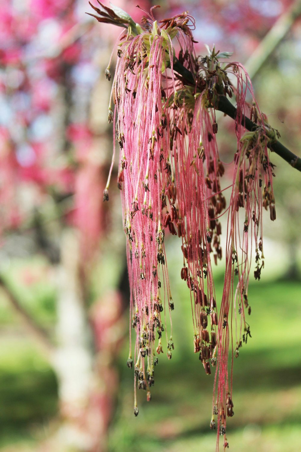 a tree with pink flowers hanging from it's branches