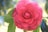 A vibrant pink camellia flower in full bloom is centered in the image. The petals are layered intricately, creating a delicate and symmetrical pattern. Surrounding the flower are lush green leaves with a smooth texture. Soft sunlight filters through, casting a gentle glow and creating a serene atmosphere.