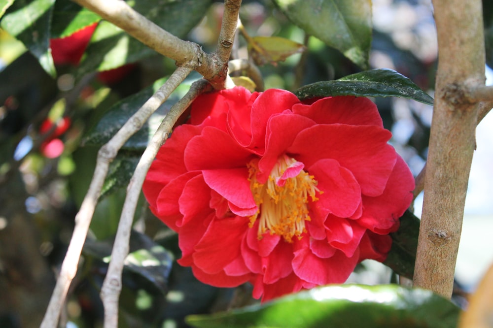 a large red flower on a tree branch