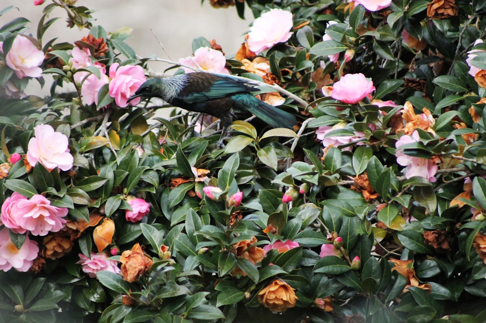 a green bird sitting on top of a tree filled with pink flowers