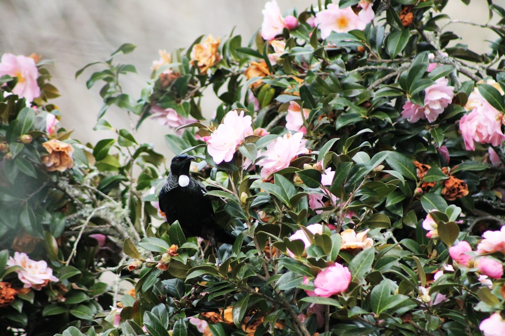 a black bird sitting on top of a tree filled with pink flowers