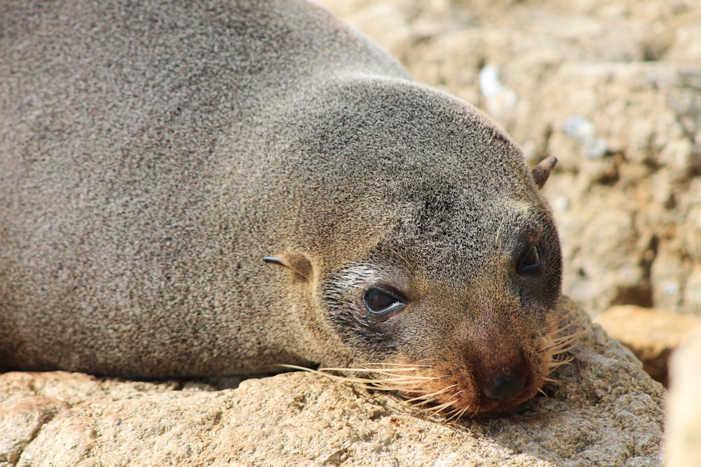 Un lion de mer reposant sur un rocher au soleil