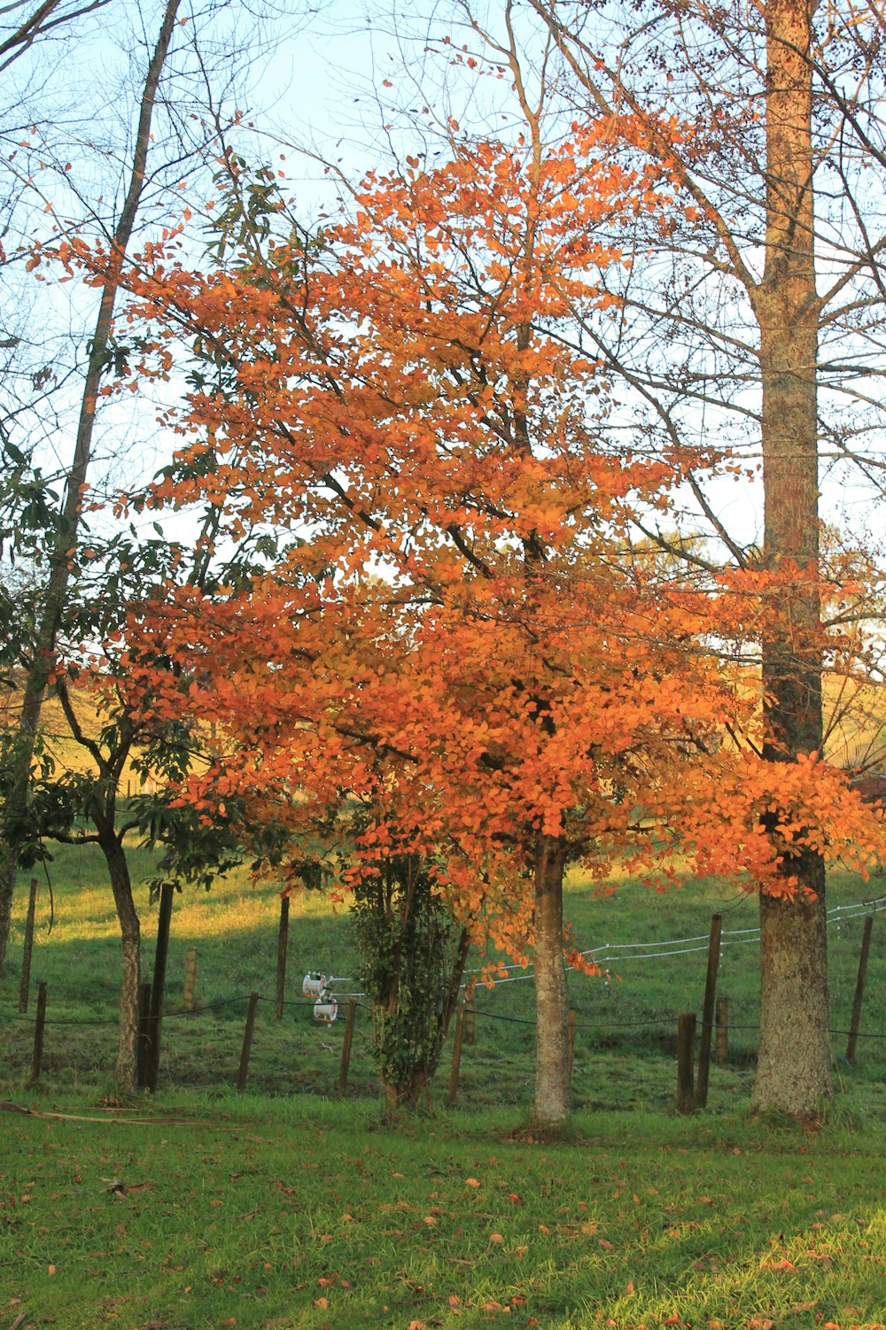a tree with orange leaves in a fenced in area