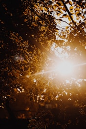 Golden sunlight filtering through cacao leaves on a serene Colombian farm.