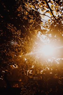 Golden sunlight filtering through cacao leaves on a serene Colombian farm.