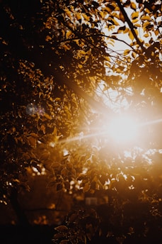 Soft sunlight filtering through gentle leaves, casting a warm glow over a serene massage space.
