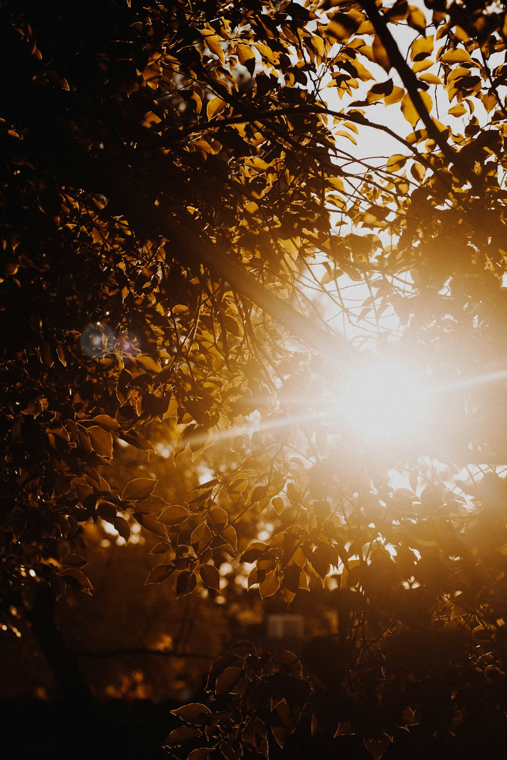 the sun shining through the leaves of a tree