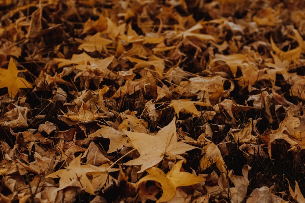 a bunch of leaves that are laying on the ground