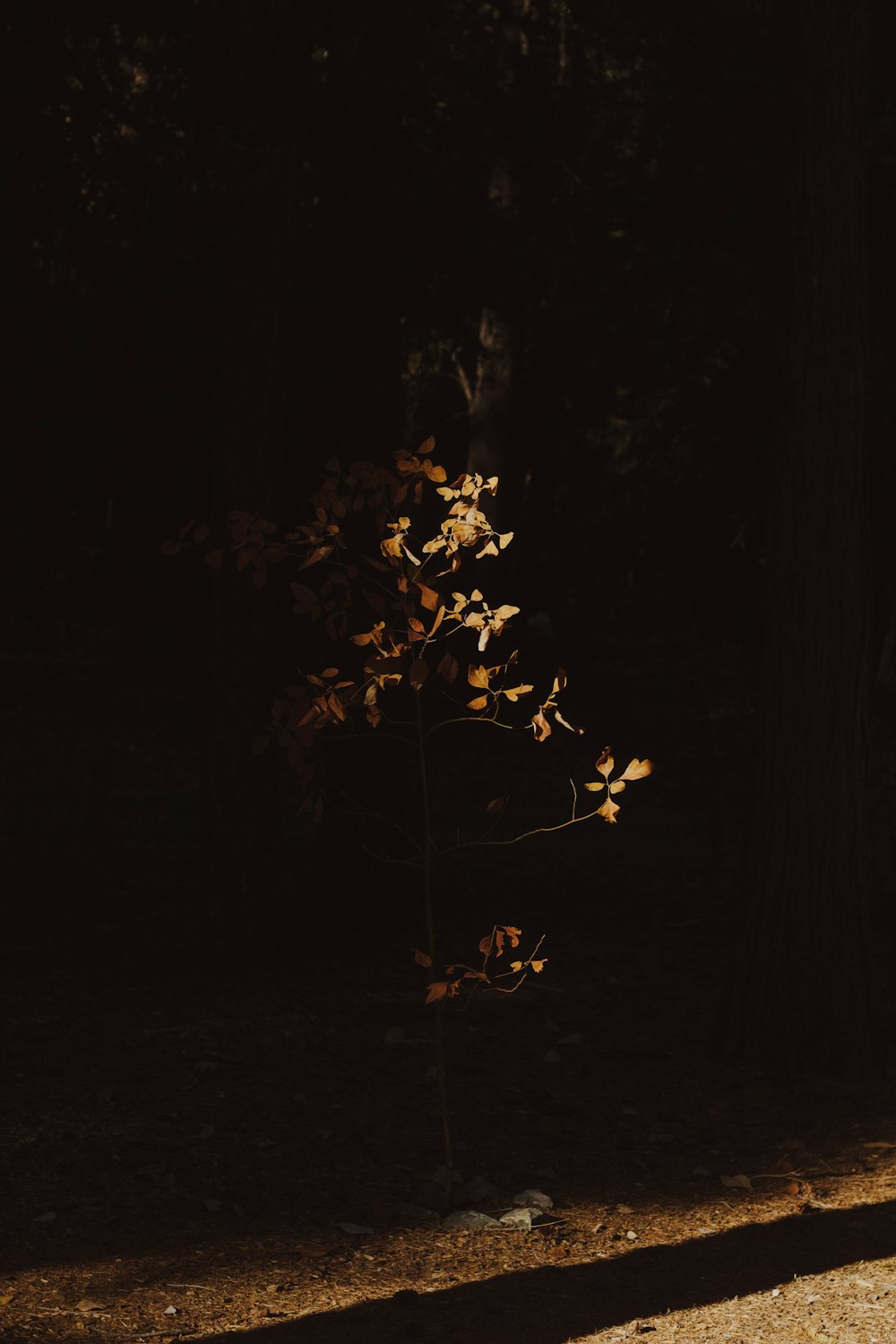 a small tree in the dark with leaves on it