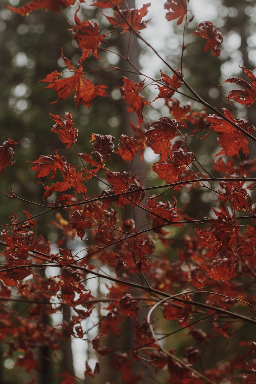 a tree with red leaves in a forest