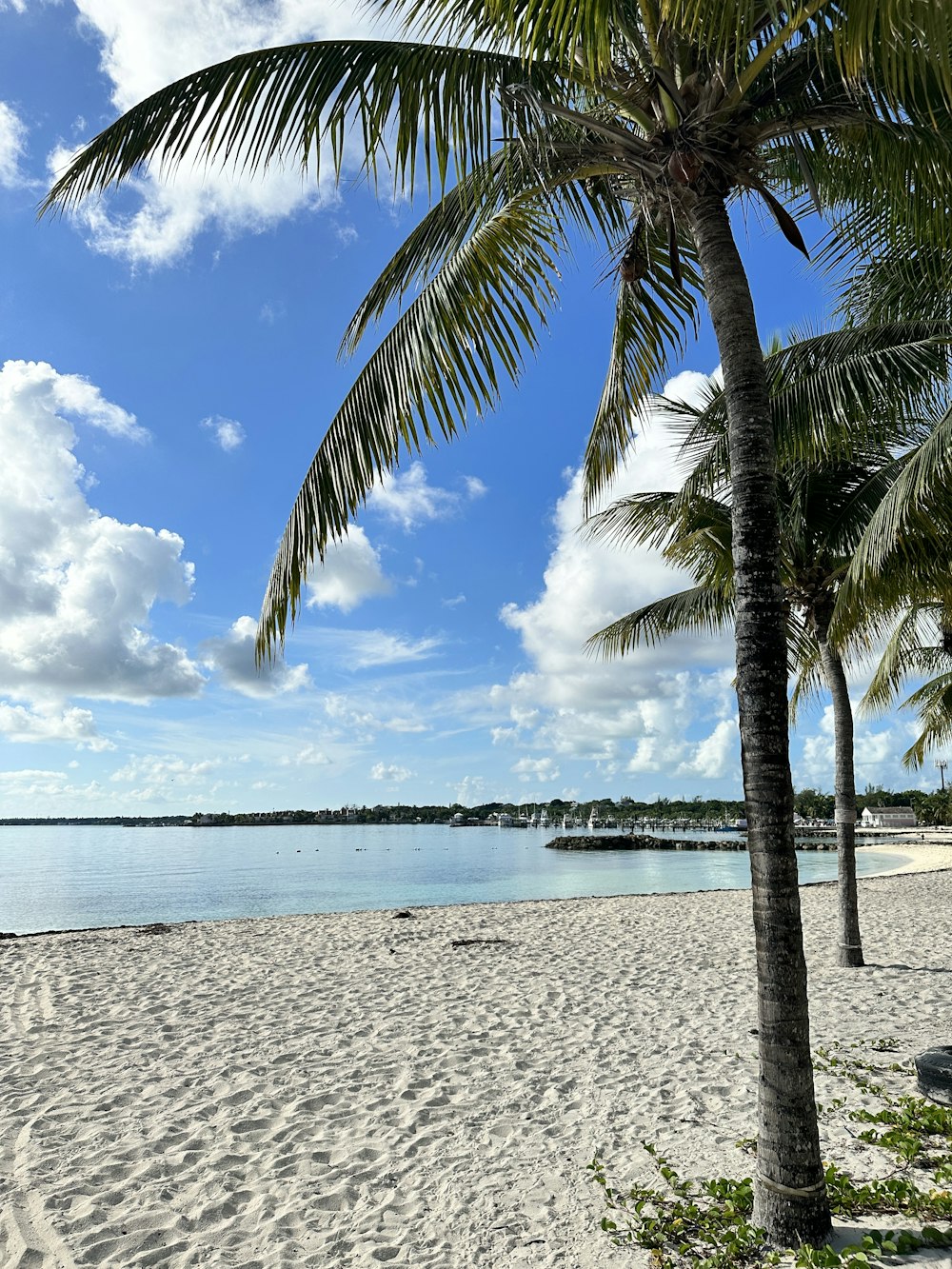 a palm tree sitting on top of a sandy beach